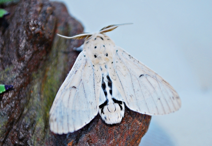 Notturna bianca da identificare - Cerura (Apocerura) erminea